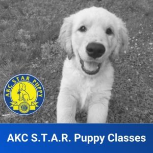 AKC S.T.A.R. Puppy Package