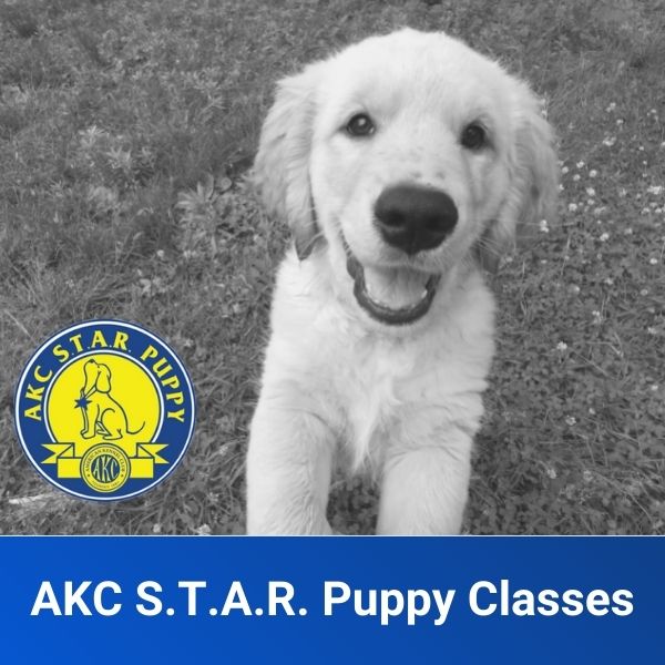 AKC S.T.A.R. Puppy Package