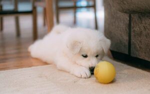 Puppies Playing Small Yellow Ball