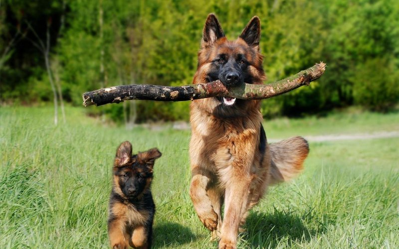dog carrying a twig