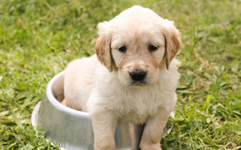 white puppy sitting at the dog bowl