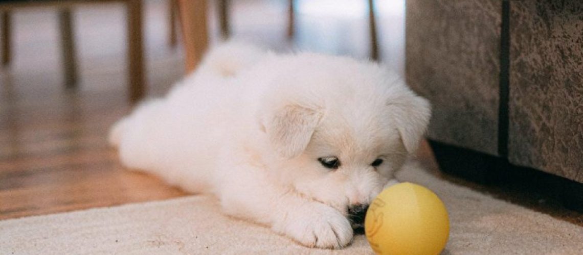 Puppies Playing Small Yellow Ball